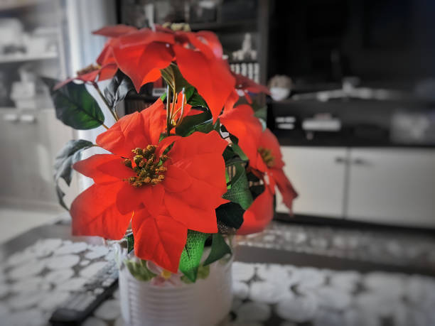 istock a beautiful red poinsettia 1499685825