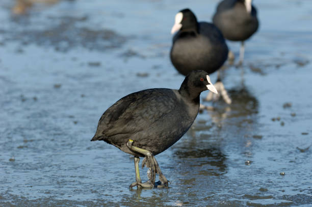 Eurasian coot in winter