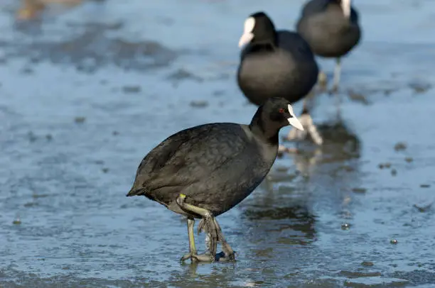 Photo of Eurasian coot in winter