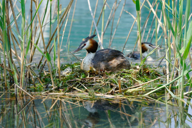 Great crested grebe at nest Great crested grebe at nest great crested grebe stock pictures, royalty-free photos & images