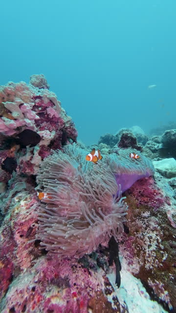 Wild Clown fish behaviour on underwater coral reef