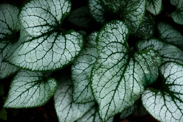 istock Background with contrast leaves, wild nature 1499690268