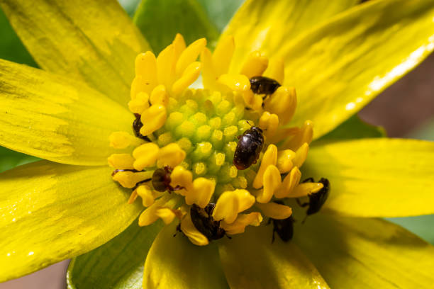 istock Rape beetle, meligethes aeneus on field pennycress, thlaspi arvense plant. Spring nature background. 1499692804