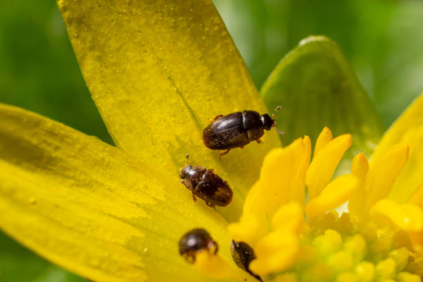 istock Rape beetle, meligethes aeneus on field pennycress, thlaspi arvense plant. Spring nature background. 1499692805