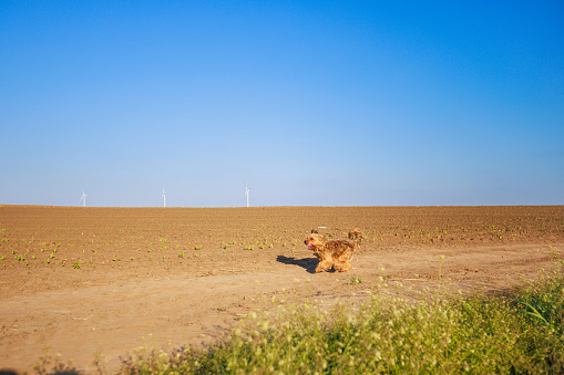 Small furry dog running happily on agricultural land on a clear spring day