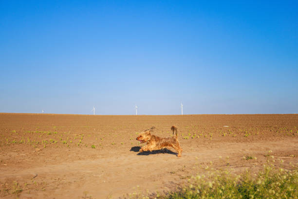 Small furry dog playing happily on agricultural land on a clear spring day