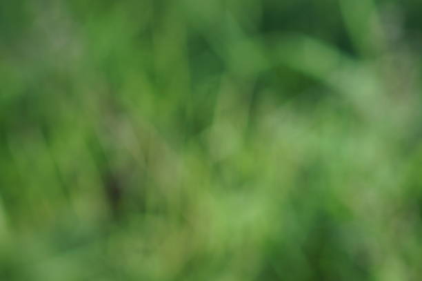 istock Blurred background. Green grass and leaves. Greens. 1499693486