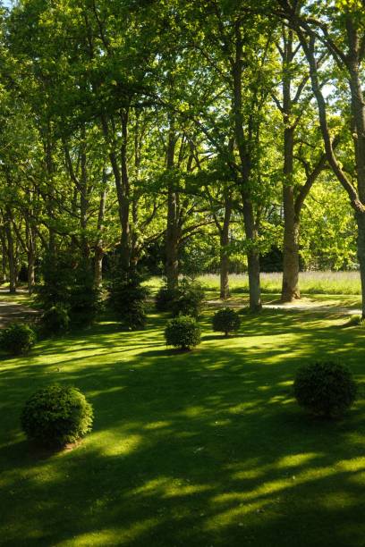 istock Outdoor scene featuring lush green shrubs and trees. 1499694001
