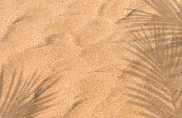 istock Sand Beach Texture Background with Coconut Palm leaves Shadow and sunlight,Nature Sea Beach Sandy with tropical leaf overlay,Top view Desert sand done,Banner for Summer vacation holiday concept 1499695146