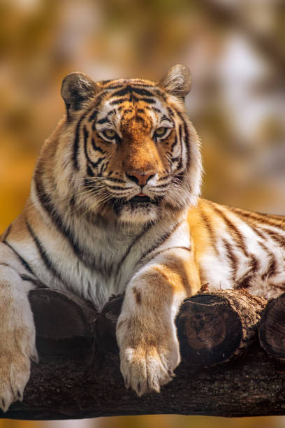 istock Siberian tiger on sunny blurred background 1499695743