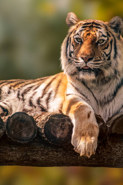 istock Siberian tiger on sunny blurred background 1499696027