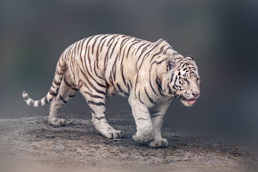 White tiger, tigress with black stripes walking in powerful pose. Portrait with dark blurred background. Wild endangered animals, big cat