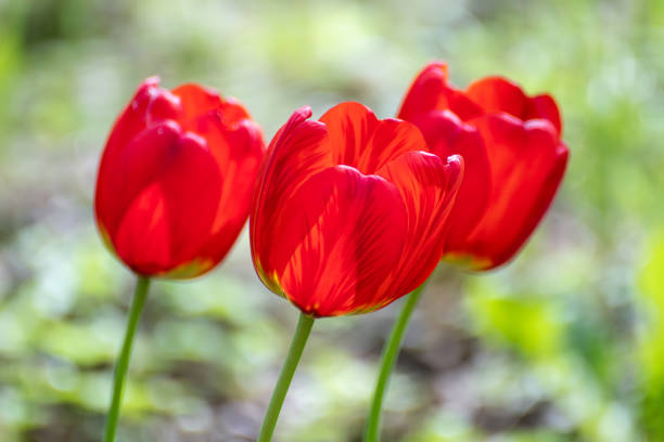 Red tulips sunny blossom close-up, spring flowers with blurred green meadow bokeh background. Romantic botany foliage with selective focus