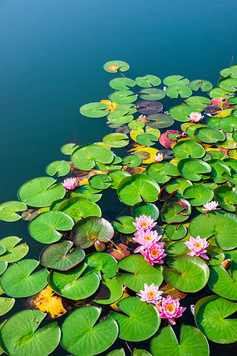 Nymphaea, commonly known as water lilies, a genus of aquatic plants in the family Nymphaeaceae