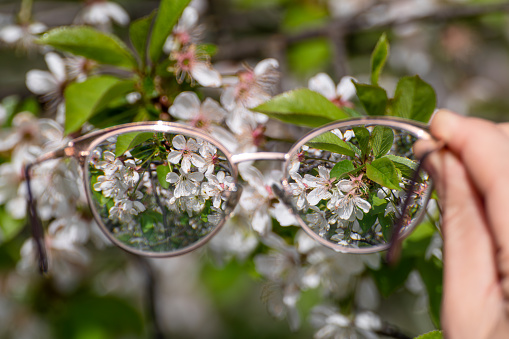Myopia glasses in hand close-up, looking on blooming spring trees flowers in focus with blurry background. Nearsighted refractive lenses outdoors in nature.