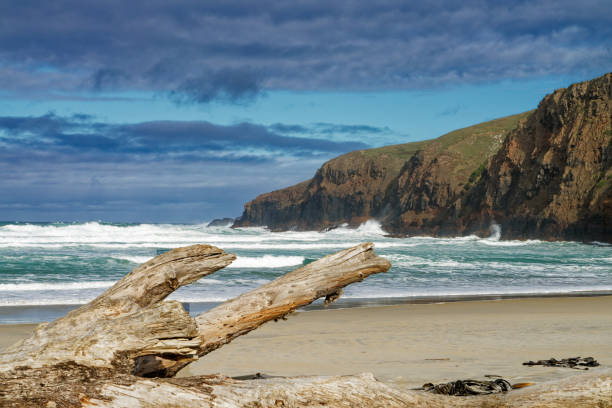 istock Sandfly Bay looking west. Otago Peninsula 1499697869