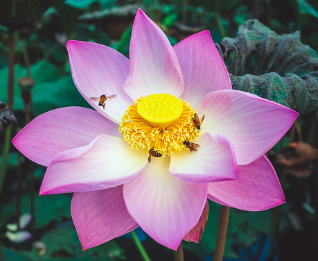 Close-up of a Beautiful pink lotus flower in blooming and Bee Pollen on a lotus flower