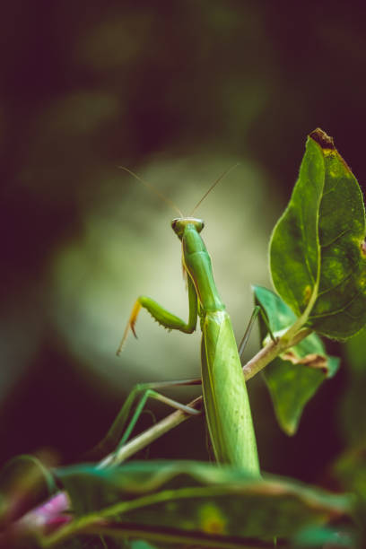 istock The praying mantis on the lookout 1499699714