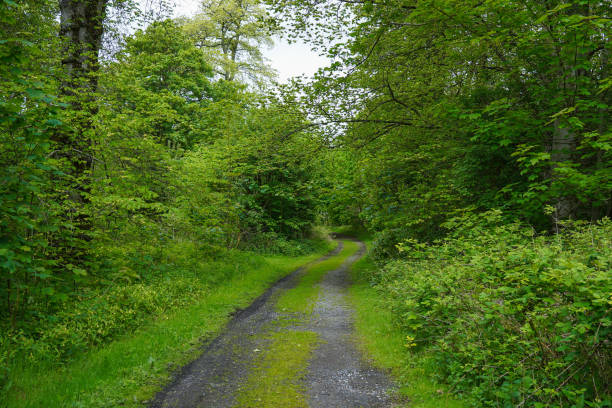 istock Bridgend Woods on the Isle of Islay 1499700532