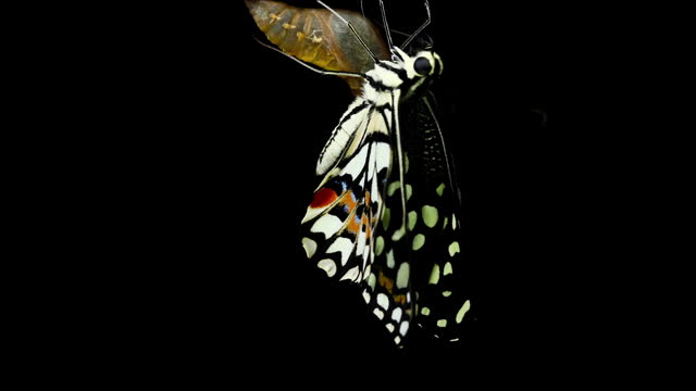 Butterfly  emerging chrysalis butterfly ball timelapse