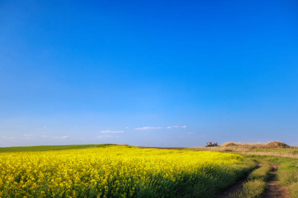 Tractor spraying rapeseed field under the blue sky in spring, seasonal field works