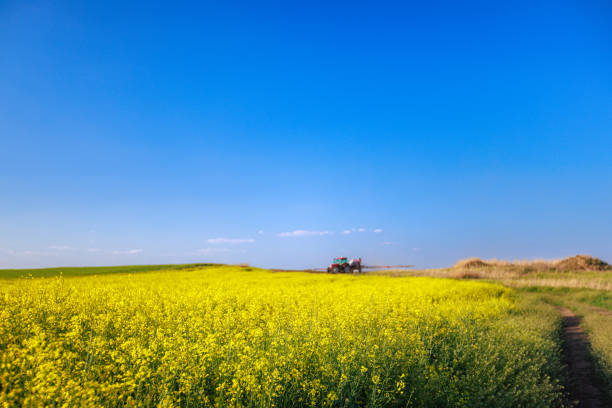 Tractor spraying agricultural rapeseed field under the blue sky in spring, seasonal field works
