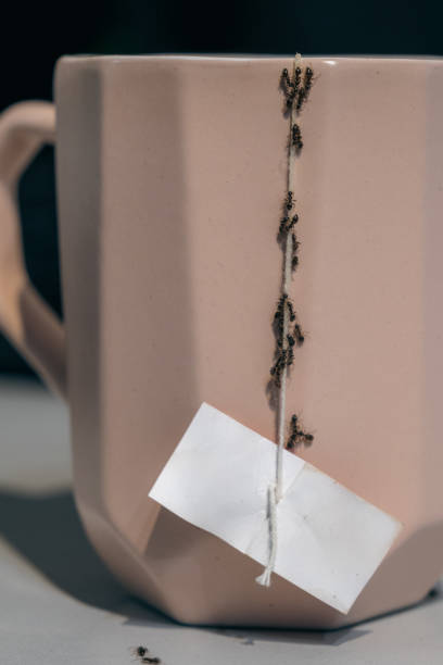istock A plague of ants in the kitchen - falling on a cup 1499702287