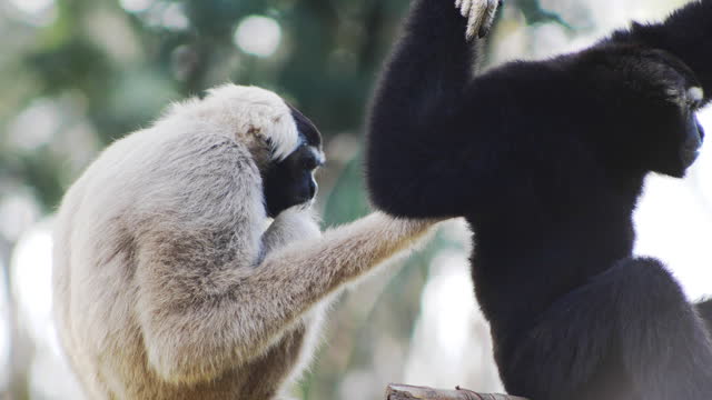 White and black Gibbon