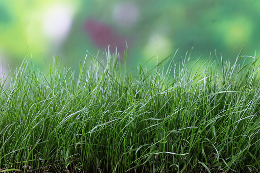Stock photo showing an abstract view of a slightly overgrown garden lawn, with the blades of grass in the foreground being in focus. As the lawn stretches in the distance, the background becomes blurred.