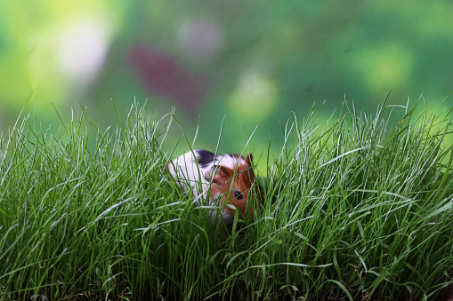 Adorable black bellied hamster in a green grass field