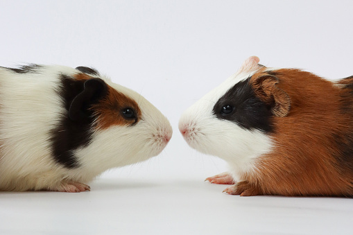 Stock photo showing close-up view of two, short haired American tricoloured guinea pigs (Cavia porcellus) sat against white background.