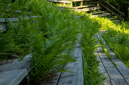 Ferns between wooden steps