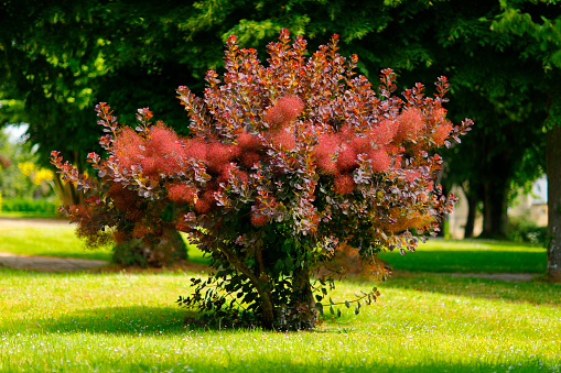 Barberry bush in bloom