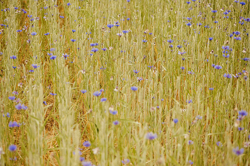 cornflower in summer field\nPhoto taken in sweden in June