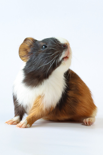 Stock photo showing close-up view of a short haired American tricoloured guinea pig (Cavia porcellus) sat against white background.