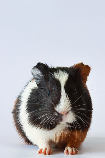 Stock photo showing close-up view of a short haired American tricoloured guinea pig (Cavia porcellus) sat against white background.
