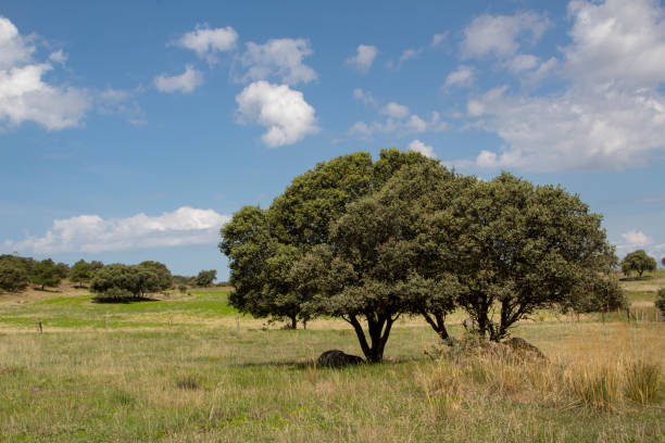 Landscape field and holm oak, Spain