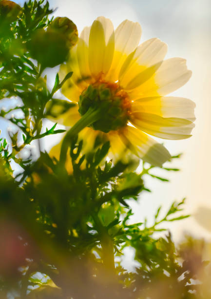 spring plant and daisy flowers and sky and sunlight