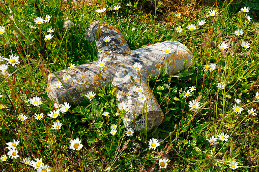 Broken stone cross in a cemetery. Overgrown with grasses and flowering daisies