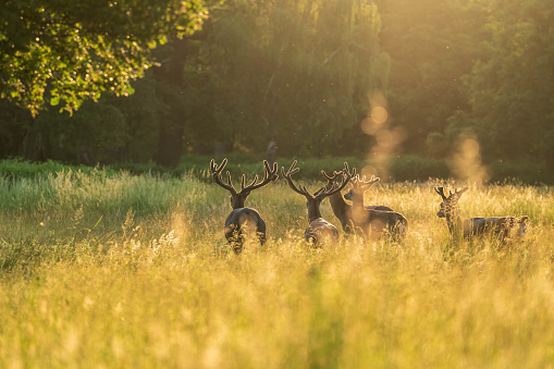 deers in the morning time
