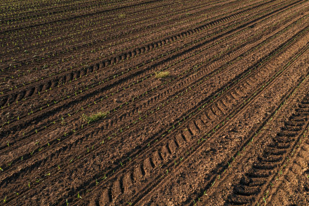 istock Tractor tire tracks in corn seedling plantation 1499711924