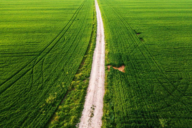 istock Dirt road in between two wheat grass fields in spring from drone pov, aerial shot 1499711926