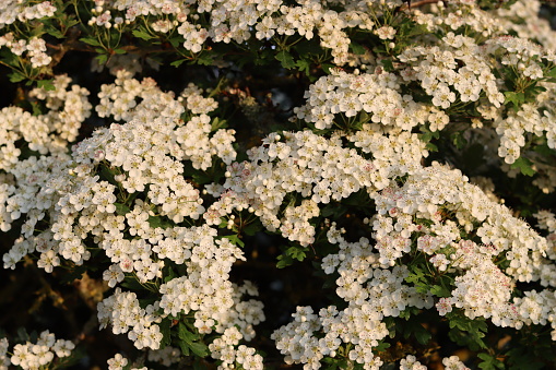 Close up of white hawthorn blossom on a hedge in May in sunshine