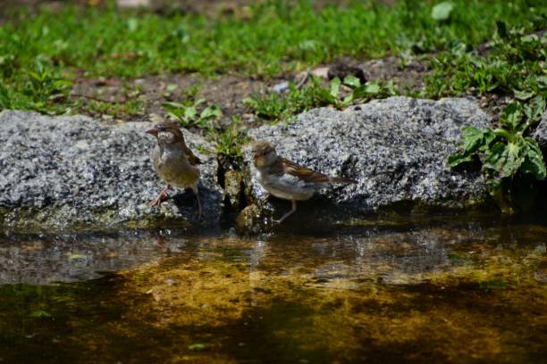 stado wróbli siedzących na skałach i trawie w pobliżu małego stawu - flitting zdjęcia i obrazy z banku zdjęć