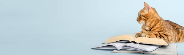 istock Smart scientist cat with books on a colored background. 1499713501