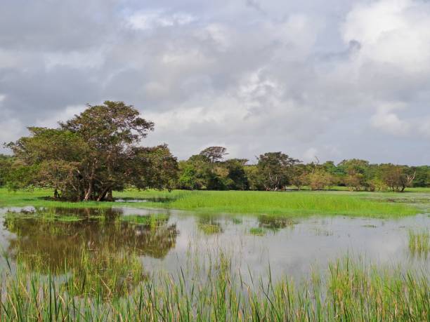 istock Green tropical tree under a cloudy sky with water field 1499713946