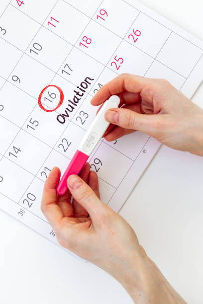istock Pregnancy test with female ovulation day on calendar 1499715387
