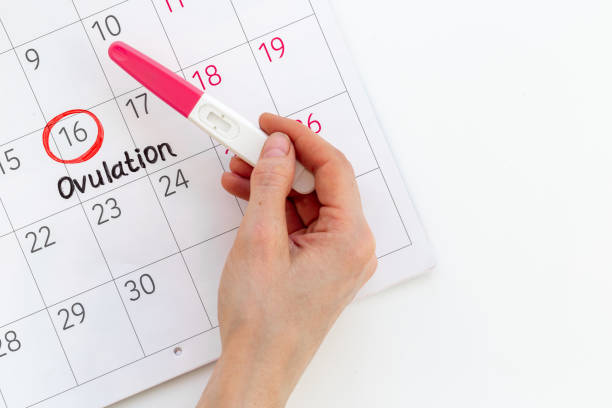 istock Pregnancy test with female ovulation day on calendar 1499719165