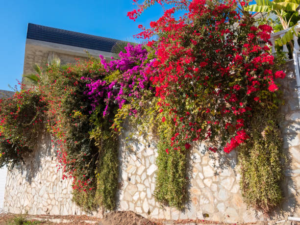 istock The wall is adorned with flowers of various colors 1499719404