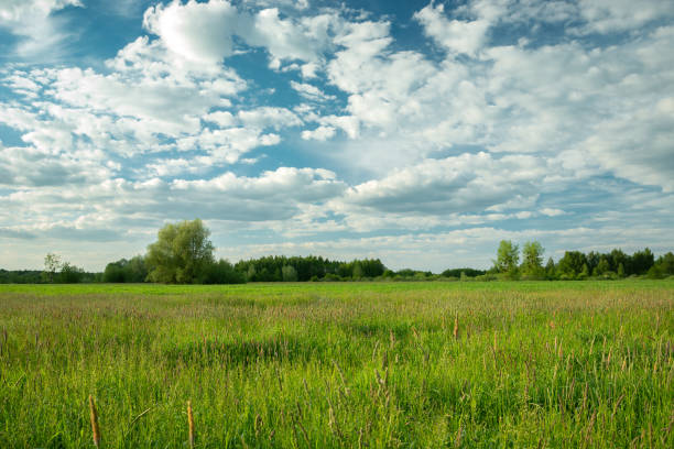 istock White clouds in the sky over a green meadow 1499719560